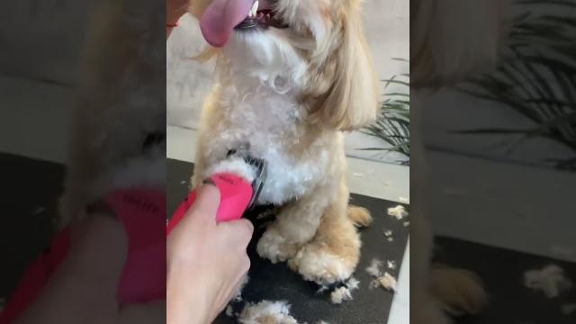 Практичный вариант стрижки для мальтипу, мальтезе и пуделя ️ #pet #fyp #viral #dog #собака #doglove Практичный вариант стрижки для мальтипу, мальтезе и пуделя ️ #pet #fyp #viral #dog #собака #doglove