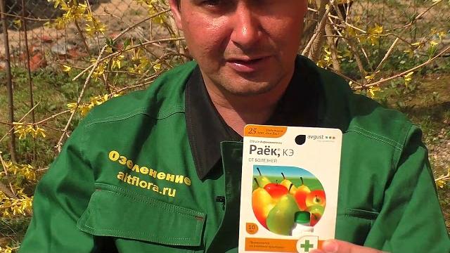 Чем и когда опрыскивать сад? Чем и когда опрыскивать сад?