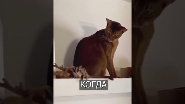 Кот в ШОКЕ от белки-летяги Кот в ШОКЕ от белки-летяги