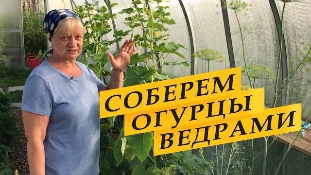 Как правильно формировать огурцы для большого урожая. Как правильно формировать огурцы для большого урожая.