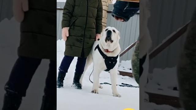 Алабай защищает свою хозяйку! Крутая собака! Алабай защищает свою хозяйку! Крутая собака!