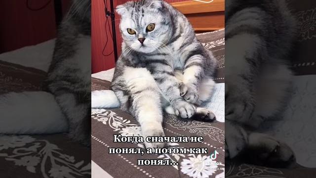 КОШКЕ ГОЛОВУ ОТРЕЗАТЬ???? КОШКЕ ГОЛОВУ ОТРЕЗАТЬ????