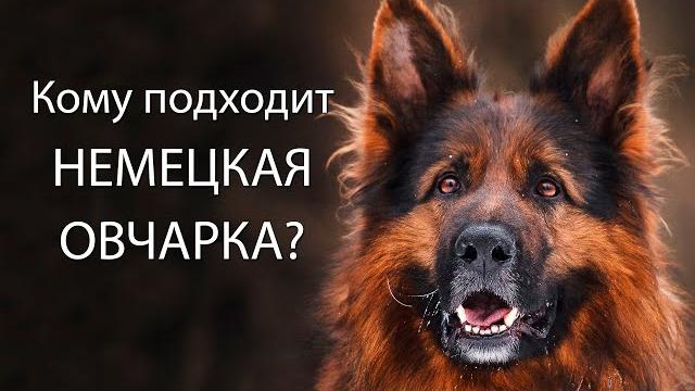 Кому подходит НЕМЕЦКАЯ ОВЧАРКА? GERMAN SHEPHERD Кому подходит НЕМЕЦКАЯ ОВЧАРКА? GERMAN SHEPHERD