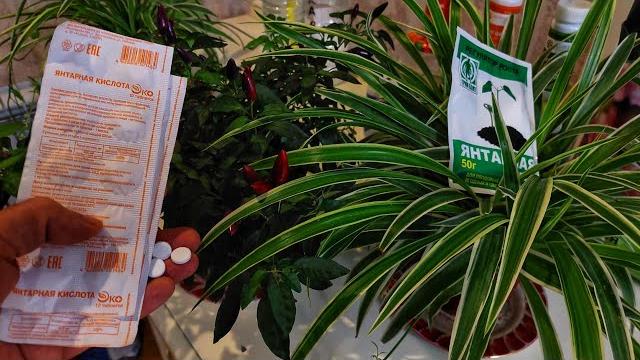 Почему Янтарная кислота из Аптеки лучше? Особенно для малого объёма или для комнатных цветов. Почему Янтарная кислота из Аптеки лучше? Особенно для малого объёма или для комнатных цветов.