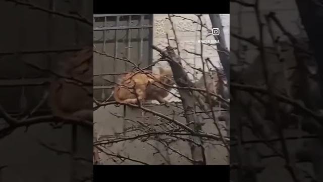 ШЕРСТЯНОЙ БОРДЕЛЬ #пахандома #озвучка #юмор #топ #рекомендации #прикол #мем #кот #котики #cat ШЕРСТЯНОЙ БОРДЕЛЬ #пахандома #озвучка #юмор #топ #рекомендации #прикол #мем #кот #котики #cat