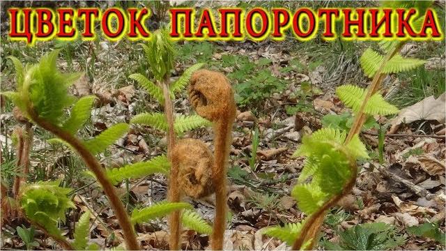 ЦВЕТОК ПАПОРОТНИКА ЦВЕТОК ПАПОРОТНИКА