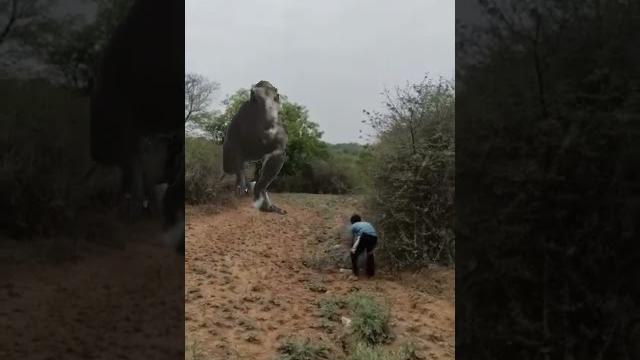 T-rex Dinosaur dinosaur | dinosaurs | dinosaurus | t-rex dinosaurIt-rex attack | jurassic worl T-rex Dinosaur dinosaur | dinosaurs | dinosaurus | t-rex dinosaurIt-rex attack | jurassic worl
