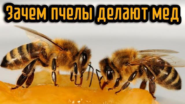 Зачем пчелы делают мёд Зачем пчелы делают мёд