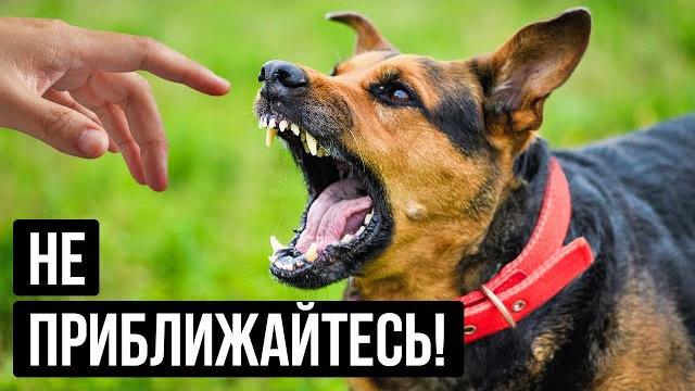 Не подходите к собаке, если на ней красный ошейник Не подходите к собаке, если на ней красный ошейник