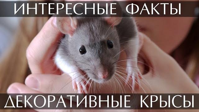 Декоративные Крысы - интересные факты Декоративные Крысы - интересные факты