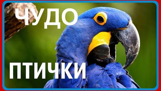 ПРИКОЛЫ С ПОПУГАЯМИ.СМЕШНЫЕ ВИДЕО ПРО ПОПУГАЕВ. ПРИКОЛЫ С ПОПУГАЯМИ.СМЕШНЫЕ ВИДЕО ПРО ПОПУГАЕВ.