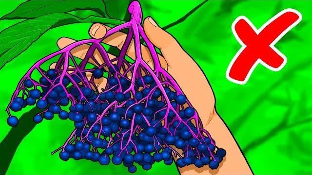 10 Растений, от Которых Лучше Держаться Подальше 10 Растений, от Которых Лучше Держаться Подальше