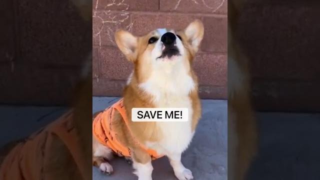 KIDS IN ACTION MOVIES! #dog #fail KIDS IN ACTION MOVIES! #dog #fail
