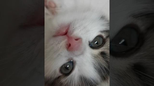 КОТЁНКА!!! ️️️️️ КОТЁНКА!!! ️️️️️