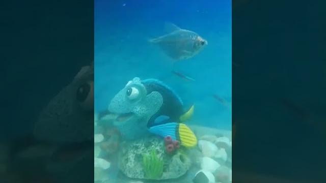 красивые рыбки в аквариуме красивые рыбки в аквариуме