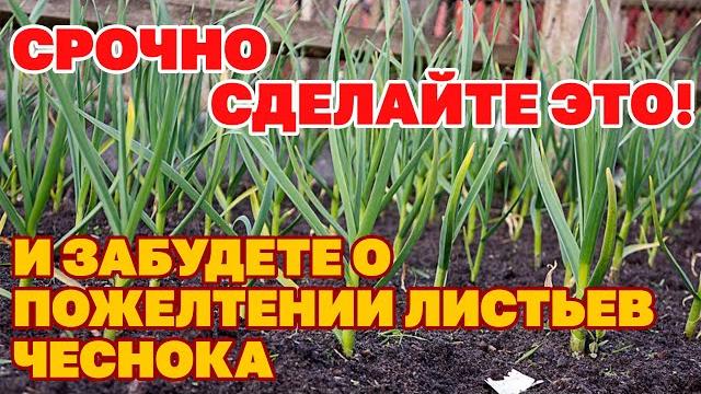 ЧТО ДЕЛАТЬ ЖЕЛТЕЕТ ЧЕСНОК ВЕСНОЙ ПОСЛЕ ЗИМЫ? ВАЖНЫЕ ПОДКОРМКИ ЧЕСНОКА ВЕСНОЙ @obovsemsmarusya ЧТО ДЕЛАТЬ ЖЕЛТЕЕТ ЧЕСНОК ВЕСНОЙ ПОСЛЕ ЗИМЫ? ВАЖНЫЕ ПОДКОРМКИ ЧЕСНОКА ВЕСНОЙ @obovsemsmarusya