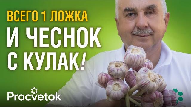 ГЛАВНАЯ ПОДКОРМКА ЧЕСНОКА И ЛУКА В ИЮНЕ: головки увеличатся вдвое, хорошо хранятся и не гниют ГЛАВНАЯ ПОДКОРМКА ЧЕСНОКА И ЛУКА В ИЮНЕ: головки увеличатся вдвое, хорошо хранятся и не гниют