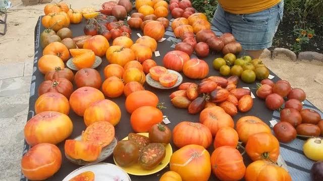 Презентация новых сортов томатов 2018 года (Часть V) Презентация новых сортов томатов 2018 года (Часть V)
