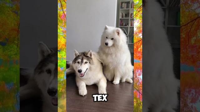 Смешные коты | Смешные видео | Приколы с животными | Вирусные видео | С ОЗВУЧКОЙ | #cat #trending Смешные коты | Смешные видео | Приколы с животными | Вирусные видео | С ОЗВУЧКОЙ | #cat #trending