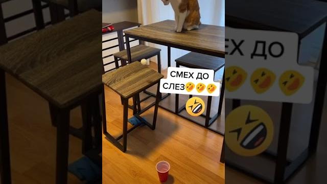 До слёз / СМЕШНЫЕ КОШКИ 2022 / ЛУЧШИЕ ПРИКОЛЫ С КОТАМИ До слёз / СМЕШНЫЕ КОШКИ 2022 / ЛУЧШИЕ ПРИКОЛЫ С КОТАМИ