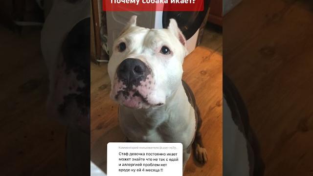 Почему собака икает ? #amstaff #dog #амстафф #шортс #тренд #pitbull #семья #собака #щенок #staff Почему собака икает ? #amstaff #dog #амстафф #шортс #тренд #pitbull #семья #собака #щенок #staff