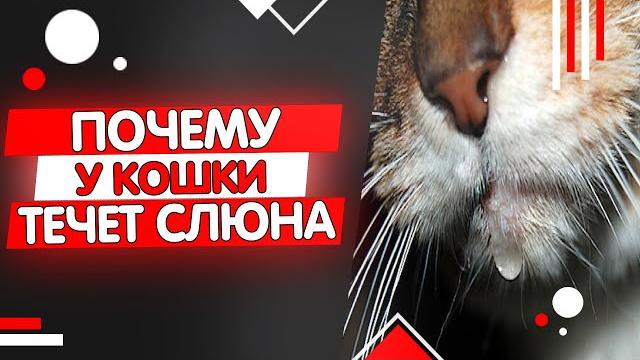 Почему у кошки текут слюни, гиперсаливация у кошек Почему у кошки текут слюни, гиперсаливация у кошек