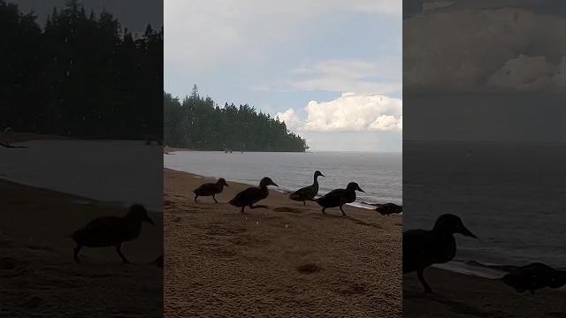 Как с гуся вода Как с гуся вода