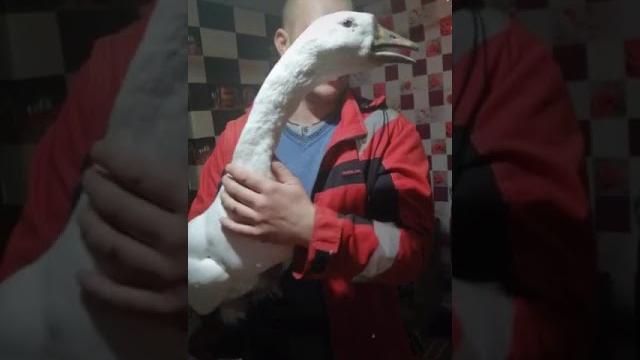 Прикол с гусем Прикол с гусем