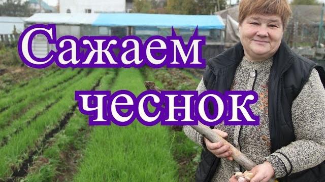 Посадка чеснока под зиму. Посадка чеснока под зиму.