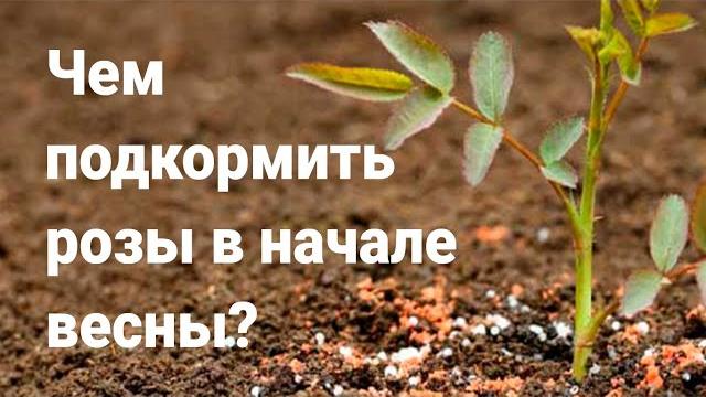 Чем подкормить розы в начале весны? Чем подкормить розы в начале весны?