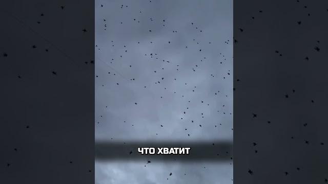Дождь из пауков Дождь из пауков