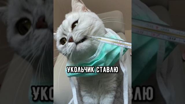 Смешные коты - Майя #смешныекоты #кошка #доктор Смешные коты - Майя #смешныекоты #кошка #доктор