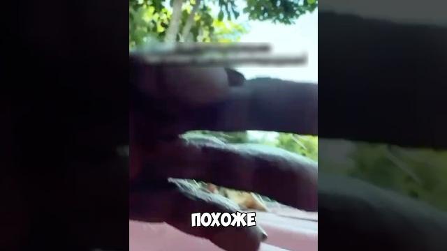 Обезьяны украли айфон и устроили фотосессию! Обезьяны украли айфон и устроили фотосессию!