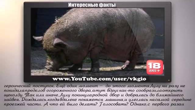 ЖИВОТНЫЕ СПАСАЮТ ЛЮДЕЙ ЖИВОТНЫЕ СПАСАЮТ ЛЮДЕЙ