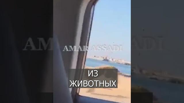 Крутое видео из Омана: Гепард доказал - он САМЫЙ быстрый Крутое видео из Омана: Гепард доказал - он САМЫЙ быстрый