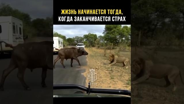 Жизнь начинается тогда.Когда заканчивается страх. #цытаты#цитаты#мудрыеслова#history#видео#short Жизнь начинается тогда.Когда заканчивается страх. #цытаты#цитаты#мудрыеслова#history#видео#short