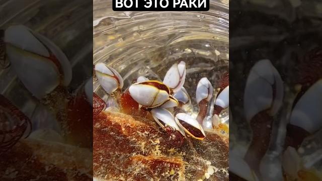Нашли странных существ на пляже Нашли странных существ на пляже