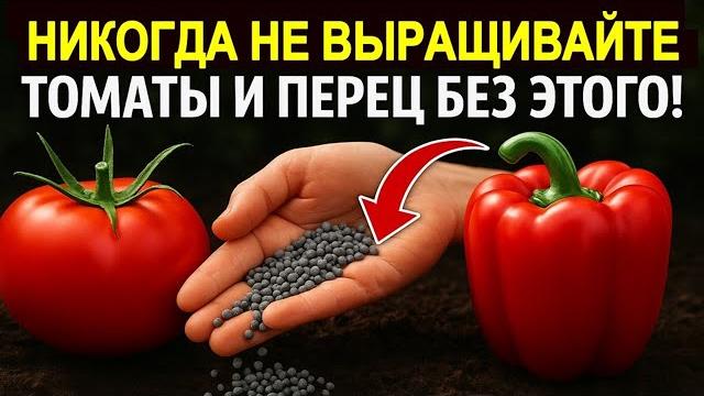 Никогда не выращивайте томаты и перец без этого! Рассада крепкая урожайная в 5 раз выше 10 рецептов Никогда не выращивайте томаты и перец без этого! Рассада крепкая урожайная в 5 раз выше 10 рецептов