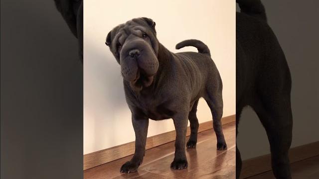 Sharpei in a good mood funny dog Sharpei in a good mood funny dog