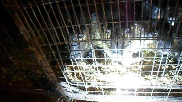 Разведение нутрий,некоторые аспекты содержания Raising nutria family , some aspects of breeding Разведение нутрий,некоторые аспекты содержания Raising nutria family , some aspects of breeding