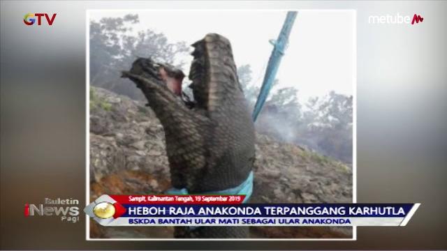 VIRAL! Ular Raja Anakonda Tewas Terpanggang Akibat Kebakaran Hutan di Sampit - BIP 20/09 VIRAL! Ular Raja Anakonda Tewas Terpanggang Akibat Kebakaran Hutan di Sampit - BIP 20/09