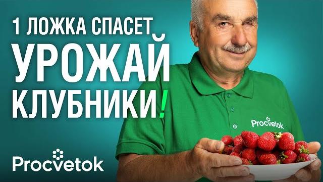 КАК НЕ ОСТАТЬСЯ БЕЗ КЛУБНИКИ В 2025 ГОДУ? Рецепт подкормки и обработки после заморозков КАК НЕ ОСТАТЬСЯ БЕЗ КЛУБНИКИ В 2025 ГОДУ? Рецепт подкормки и обработки после заморозков