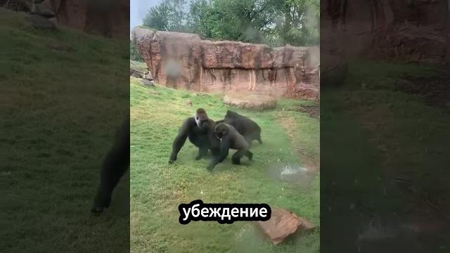 Вот почему гориллы боятся воды. Вот почему гориллы боятся воды.