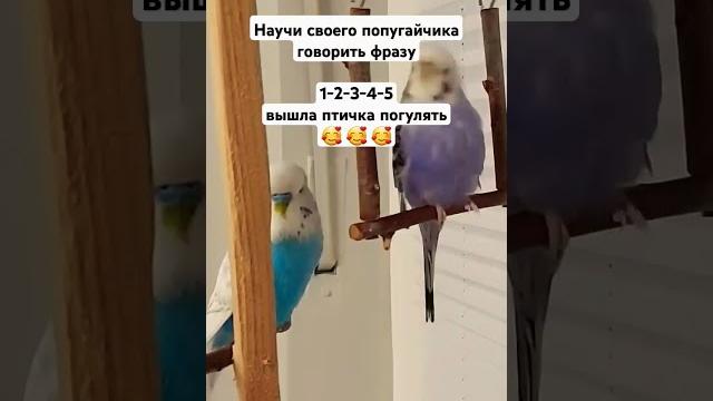 Урок для попугая #учимпопугаяговорить #птичка #попугайговорит #волнистыйпопугай #как #попугай Урок для попугая #учимпопугаяговорить #птичка #попугайговорит #волнистыйпопугай #как #попугай