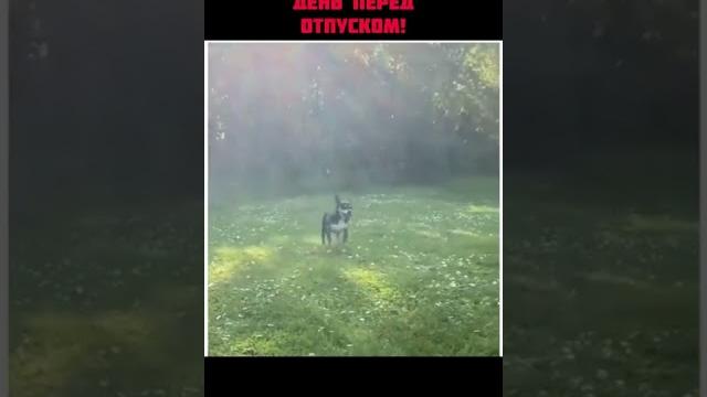 Иду на работу в последний день перед отпуском. Иду на работу в последний день перед отпуском.