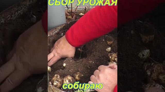 ТОПИНАМБУР от А до Я ТОПИНАМБУР от А до Я