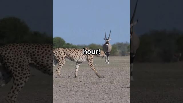 Gazelles: Nature's Speed Demons! #viralvideo #facts #wildlife #animallovers #gazelle #nature Gazelles: Nature's Speed Demons! #viralvideo #facts #wildlife #animallovers #gazelle #nature