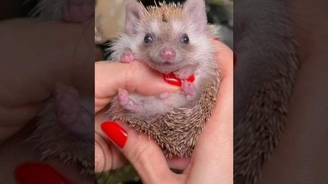 Добрячок️или как выглядит Африканский карликовый ёжик #животные #hedgehog #pet #ёжик #подпишись Добрячок️или как выглядит Африканский карликовый ёжик #животные #hedgehog #pet #ёжик #подпишись