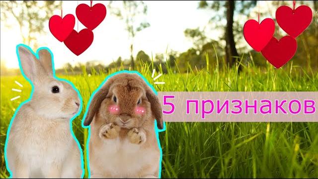 5 ПРИЗНАКОВ ТОГО, ЧТО ВАШ КРОЛИК ЛЮБИТ ВАС 5 ПРИЗНАКОВ ТОГО, ЧТО ВАШ КРОЛИК ЛЮБИТ ВАС
