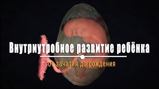 Внутриутробное развитие ребёнка. Все этапы беременности Внутриутробное развитие ребёнка. Все этапы беременности